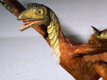 Den här modellen av fågeln Archaeopteryx har fjäll på huvudet, trots att forskarna aldrig hittat fjäll i fossilet. (Med tillstånd av Carl Werner) 