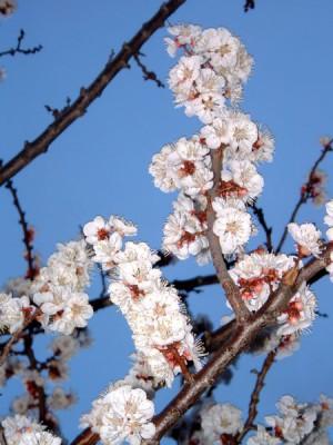 Blommande aprikosträd (Foton: wikipedia)
