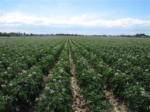 Ett fält med blommande potatisplantor i Ohio i USA. Ett amerikanskt grossistförbund har stämt den amerikanska potatisodlarföreningen då man hävdar att föreningens medlemmar i 15 stater på ett illegalt sätt har kommit överens om priser och drivit upp kostnaderna. (AP Photo/John Miller)