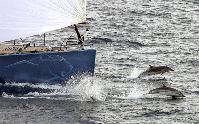 Det var när svenskarna skulle fotografera delfiner som de istället greps för spionage. (Foto: AFP/ Daniel Forster)