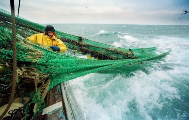 De nya kvoterna för torskfisket nästa år blir 38 000 ton från det östra beståndet och 19 000 från det västra. (Foto: AFP/Marcel Moche)
