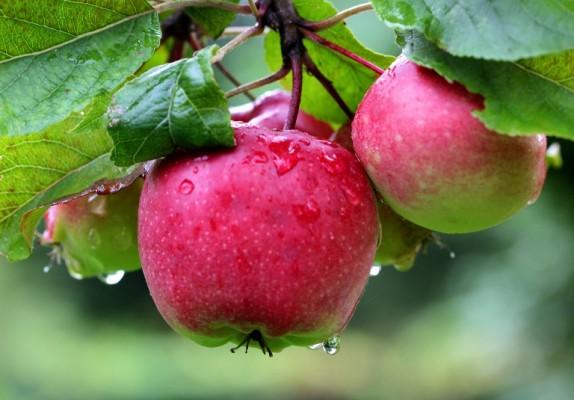 Ett äpple om dagen håller doktorn borta, sägs det. Att äta äpplet med skalet kvar kan minska nedbrytning av muskler och förhindra fetma, enligt ny forskning. Se bara till att skölja äpplet väl innan du äter. (Foto:Roland Weihrauch/AFP)