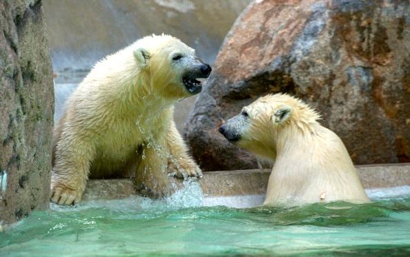 Isbjörnen är exempel på djur som hotas av klimatförändringar. (Foto: Anadolu Agency/Getty Images)