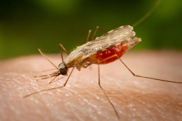Malariamygga av arten Anopheles (James Gathany/CDC)