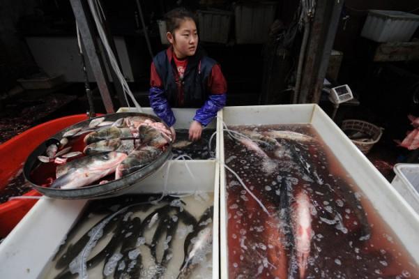 En kinesisk fiskhandlare på en marknad i Hefei, Anhuiprovinsen, 23 december, 2010. Kinas fiskodlingar använder stora mängder antibiotika, och resistens har blivit ett problem.(Foto: STR/AFP/Getty Images)