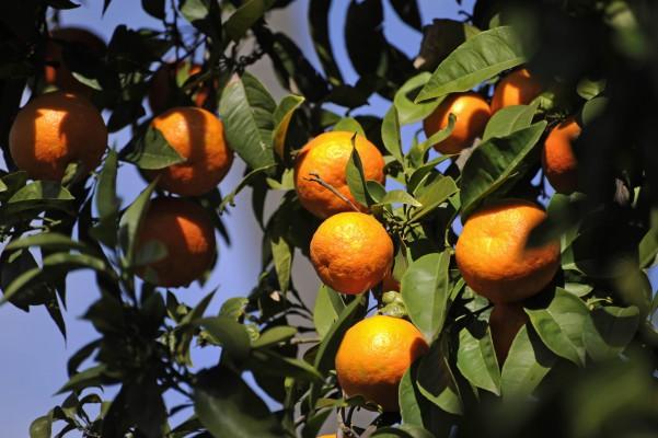 Apelsiner är en viktig källa till C-vitamin. Vitaminet har sedan länge varit intressant inom forskningen för sin skyddande effekt både mot harmlösa förkylningar men också mot allvarligare sjukdomar som hjärtinfarkt och demens. (Foto: AFP/Odd Andersen)
