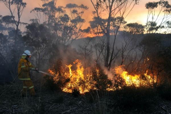 En volontär inom brandkåren i New South Wales släcker en brand i staden Bell, Australien, söndag den 20 oktober, 2013. Myndigheterna varnade för att höga temperaturer och vindar sannolikt skulle orsaka förhöjd brandrisk i flera dagar. (Foto: Paul Miller/ AAP)
