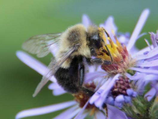 Forskare har upptäckt att vissa bin har spänningssökande personligheter. (Stephanie Lam/The Epoch Times)