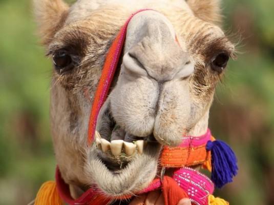 Kameler har använts som nyttodjur sedan länge tillbaka. Här syns en kamel i Dubai. (Foto: Chris Jackson/Getty Images för Cartier)
