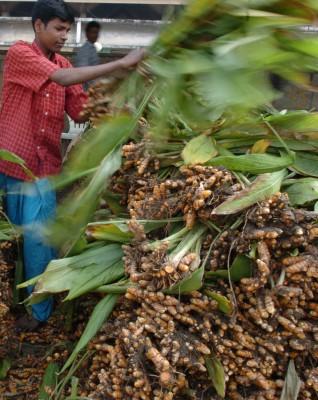 Försälning av gurkmejaplantor på en marknad i Madras, Indien. Gurkmejan spelar en viktig roll vid vid högtiden Pongal då man firar skördefest. (Foto: Dibyangshu Sarkar / AFP) 
