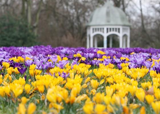 Ska vårens krokusar bli lika vackra som dessa i Johannaparken i tyska Leipzig bör lökarna komma i jorden å det snaraste, råder trädgårdsmästaren. (Foto: AFP)