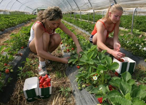 Många svenskar plockar sina jordgubbar på så kallade "självplock". På KRAV:s hemsida listas ett 40-tal ekologiska jordgubbsodlare över hela landet. (Foto: AFP DDP/Michael Latz) 