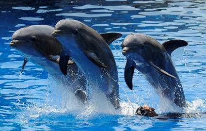 Delfiner hoppar över en man under en delfinshow. (Foto: AFP/Dominique Faget)