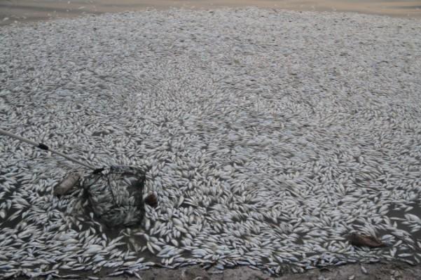 Död fisk flyter längs stranden av Haihe-flodsdammen i Tianjin, Kina, den 20 augusti 2015. (Foto: ChinaFotoPress/Getty Images)
