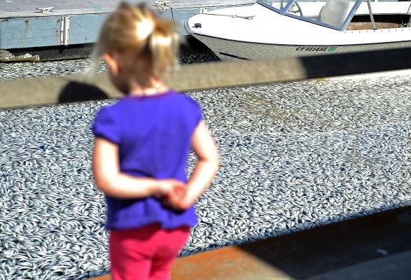 En flicka tittar förundrat på döda ansjovisar och makrillar i King Harbor Marina i södra Kalifornien. (Foto: Gabriel Bouys/AFP) 
