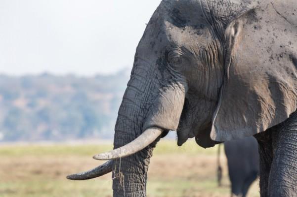 Gamla elefanter med stora betar blir mer sällsynta på grund av jakten efter deras elfenben. (Foto: Shutterstock *)
