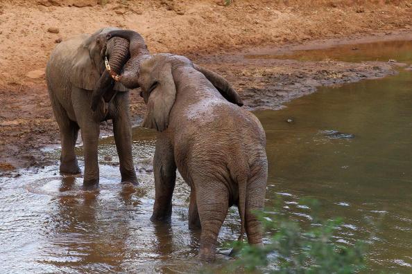 Elefanter I Krügers nationalpark i Sydafrika. (Foto:Cameron Spencer/Getty Images)
