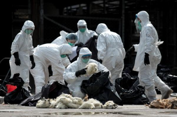 Tjänstemän i skyddsdräkter staplar döda hönor i plastpåsar i Hongkong den 28 januari 2014. Hongkong slaktade 20 000 hönor och kycklingar efter att det dödliga H7N9 fågelinfluensaviruset hade upptäckts hos fjäderfä som importerats från Kina. (Foto: Philippe Lopez / AFP / Getty Images)