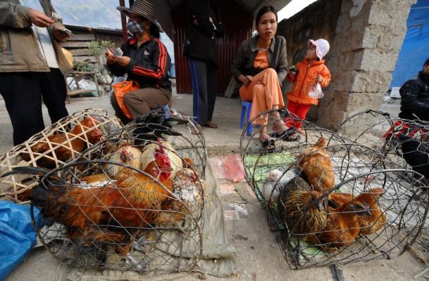 För första gången har det konstaterats att den nya fågelinfluensan, H7N9, smittats mellan människor. (Foto: AFP/OANG DINH NAM)