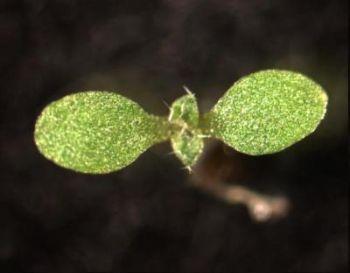 Så snart energitillgången i ett frö tagit slut växlar plantan om till den gröna fotosyntesen. (Foto: Jesse Woodson/Salk Institute for Biological Studies)
