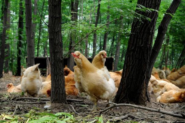 Frigående kycklingar på Ji Yunliangs biodynamiskt odlade farm utanför Peking den 7 juni 2010. Tidigare missilforskare har sadlat om i ett land där intresse för biodynamiska produkter ökar. (Foto: AFP/Olli Geibel)
