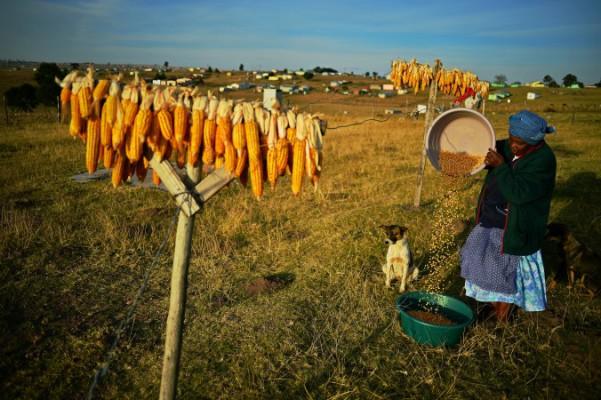 Nono, en äldre majsodlare i Qunu, Sydafrika, häller majsen i en hink. Mycket av majsen i landet är nu genmodifierad. (Foto: Carl de Souza/AFP/Getty Images )