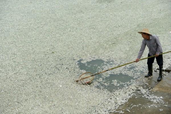 En lokalinvånare samlar upp död fisk från Fuhu-floden i Wuhan i Hubeiprovinsen i centrala Kina den 3 september 2013. En ny rapport från Hebeiprovinsen redogör ingående för hur allvarlig föroreningen är där. (Foto: STR/AFP/Getty Images)
