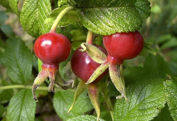 En bra inhemsk C-vitaminkälla är vresrosens nypon, Rosa rugosa Thunb. (Foto från Naturhistoriska riksmuséet)