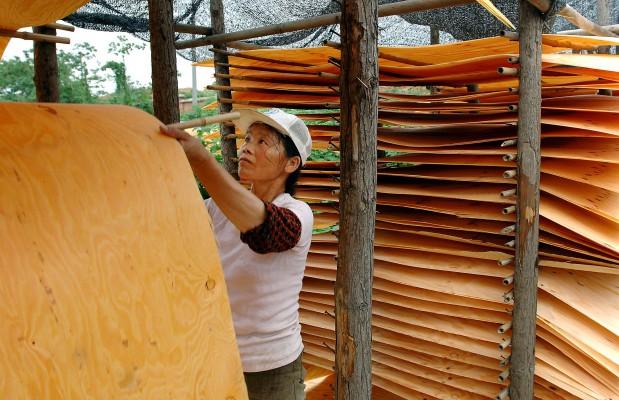 En kinesisk arbetare hänger plywoodskivor på tork i solen vid en plywoodfabrik i Hefei i centrala Kinas Anhui provins. Under de senaste tiotal åren har Kinas konsumtion av träprodukter ökat med 70 procent och det globala handelsutbytet av olika trävaror har haft en förödande effekt på skogen och på skogsfattiga områden i Kina. (Foto / AFP) 