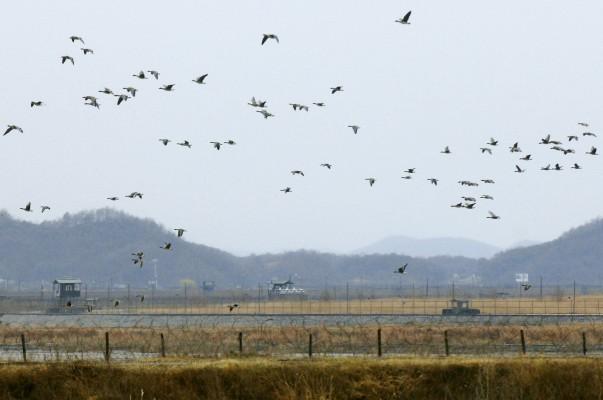 REPUBLIKEN AV KOREA, PAJU: En flock av vilda ankor flyger över taggtrådsstängsel i Paju den 27 november 2006. Experterna tror att flyttfåglarna bär på virus av fågelinfluensa som slog ner på Sydkoreas kycklingindustri förra veckan. (Foto: AFP/Jung Yeon-Je)
