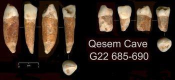 Arkeologer har funnit bevis för att människor levde i Israel för 400 000 år sedan. Bland annat upptäcktes dessa tänder, varav några har daterats till 300 000 till 400 000 år sedan. (Foto: Avi Gopher/Tel Aviv University)