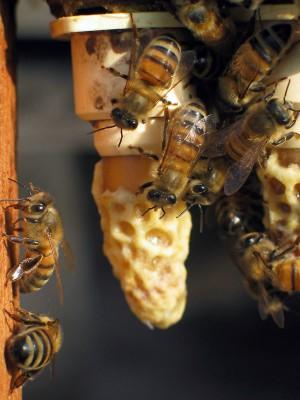 Honung har visat sig vara effektiv vid läkning av mildare brännsår. Här syns flitiga bin i en bikupa i Saint- Laurent - de la Salle i västra Frankrike. (Foto: Franck Aletru/AFP)