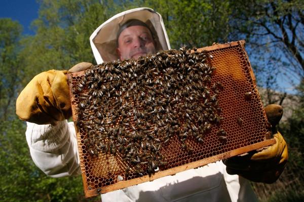 En tysk biodlare håller upp en vaxkaka full med bin. Forskare har hittat ett ämne i honungen som är avgörande för bins hälsa och som kan förklara honungens långa historia inom folkmedicinen. (Foto: Philipp Guelland/AFP)
