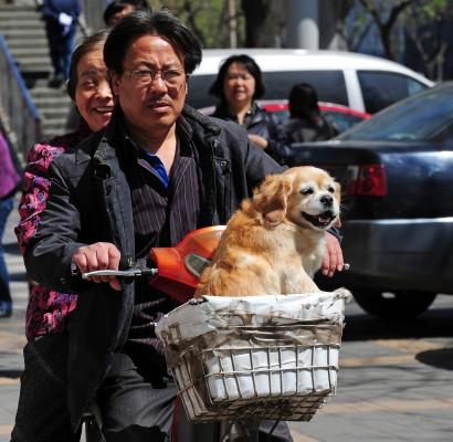 Allt fler kineser har skaffat sig hund som sällskapsdjur i storstäderna. Det kan vara en faktor som ligger bakom den ökade rabiessmittan i Kina. (Foto: AFP/Frederic J. Brown)