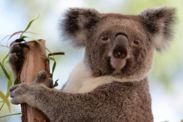 En koala sitter på en gren i en djurpark i Sydney, Australien den 24 april 2013. Forskare har upptäckt viktig information om koalas immunsystem. (Greg Wood/AFP/Getty Images)