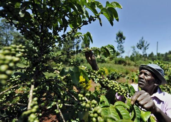 En Kenyansk man sköter om ett kaffeträd i Kabati, Kenya i februari 2011.
