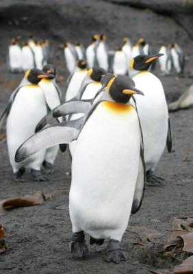 Kejsarpingviner promenerar den 1 juli 2007 på Possession Island i Crozetarkipelagon. Uppvärmningen hotar på sikt Antarktis ikoner – pingvinerna. Om inte utsläppen av växthusgaser minskar riskerar fyra pingvinarter på Antarktis att drastiskt minska, skriver WWF i en ny rapport. (Foto: Marcel Mochet/AFP)

