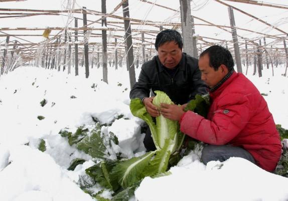 Kinesiska bönder försöker rädda sina grödor från snön. (Foto: AFP).