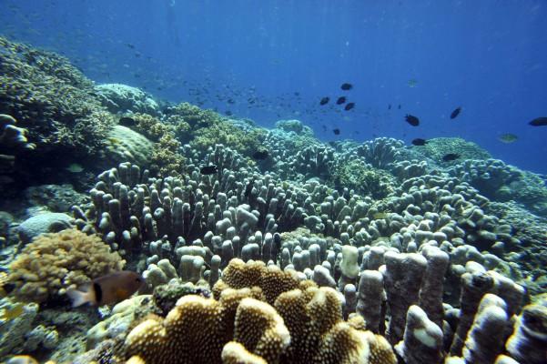 Korallreven som byggts upp under miljontals år är i likhet med regnskogen allvarligt hotade av mänsklig påverkan och extremväder.  (Foto: Romeo Gacad/AFP)