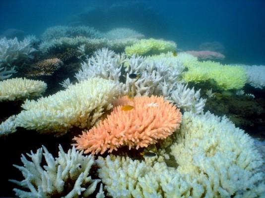 Ett foto från Australian Institute of Marine Science den 2 oktober, 2012 visar blekning av korallrev vid Stora Barriärrevet. (Foto: Ray Berkelmans/ AFP/AIMS)