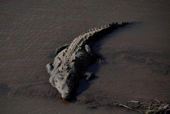 En krokodil vilar på stranden vid floden Tarcoles i provinsen Puntarenas i Costa Rica cirka 90 kilometer söder om San Jose den 5 december 2010.   (Foto: Yuri Cortez / AFP / Getty Images)