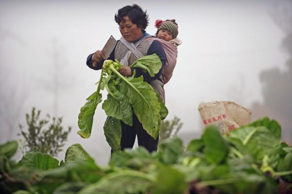 Gästarbetare i Kina plockar grönsaker utanför staden Zhugao i Sichuanprovinsen i sydvästra Kina. (Foto: Peter Parks/AFP) 