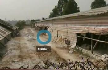 Över tvåtusen kycklingar dog på några dagar på en kycklingfarm i Zengcheng, Guangdong, innan de alla slaktades. (Bild från youku.com)