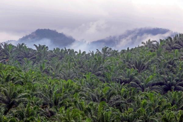 Oljepalmer så långt ögat når i Sepang, Malaysia, planterade i raka rader. Inget tillhåll för en orangutang precis. (Foto: Eng Koon / AFP Photo)
