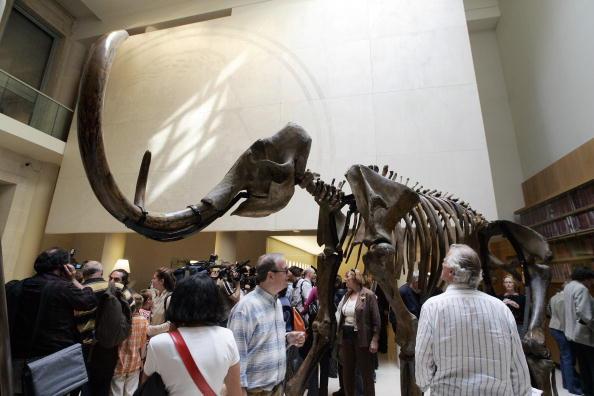Människor tittar på ett skelett från en sibirisk mammut, omkring 15 000 år gammal. Obs, ej den mammut som nämns i artikeln. (Foto: Francois Guillot/AFP/Getty Images)