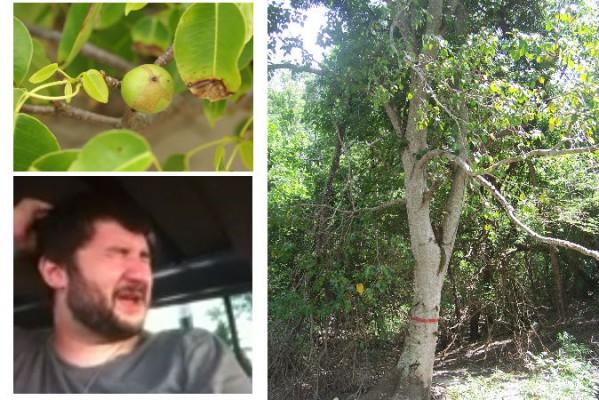 Den dödliga frukten av Manchineel-trädet i Costa Rica. (Foto: Hans Hillewaert / Wikimedia Commons) Adam Anderson efter ett möte med ett Manchineel-träd i Antigua, se video nedan. (Bild/ YouTube). Manchineel-träd, världens farligaste träd. (Foto: Wikimedia Commons)
