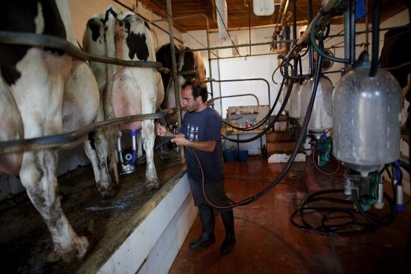 Mjölkbönderna har det tufft i hela Europa. Foto: Pablo Blazquez Dominguez/Getty Images