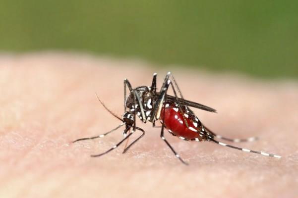 Tigermygga, Aedes albopictus. (Foto: Marco Uliana / Shutterstock*)