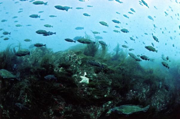 Fiskar och bottendjur drabbas hårt av ökande syrebrist i världshaven. (Foto: Neil McDaniel/AFP/HO/GETTY)