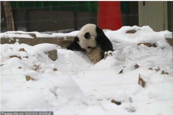 En skärmdump visar pandan Jin Yi vid Zhengzhous zoo den 6 februari 2014, tre dagar innan hon dog av blödningar i magen. (Skärmdump/CRIENGLISH.com)